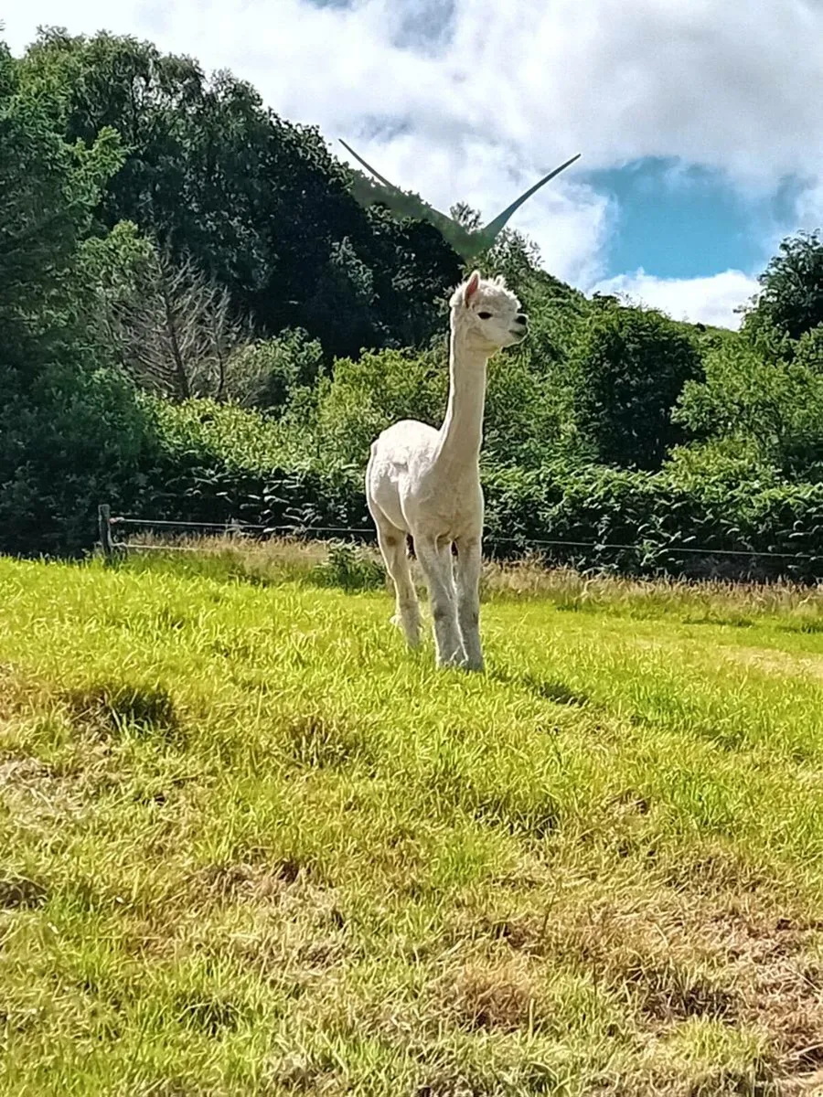 Huacaya Alpaca for Stud - Image 1