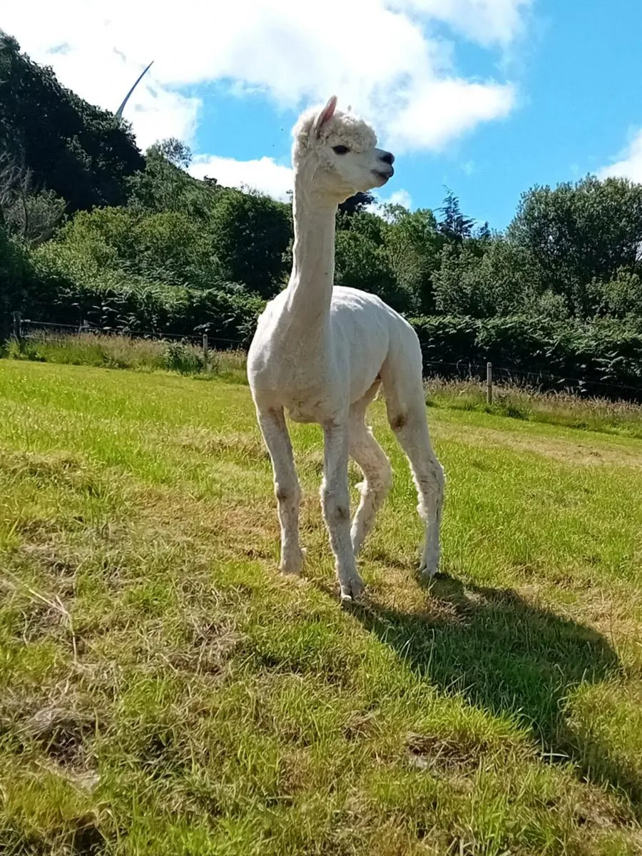 Huacaya Alpaca for Stud - Image 2