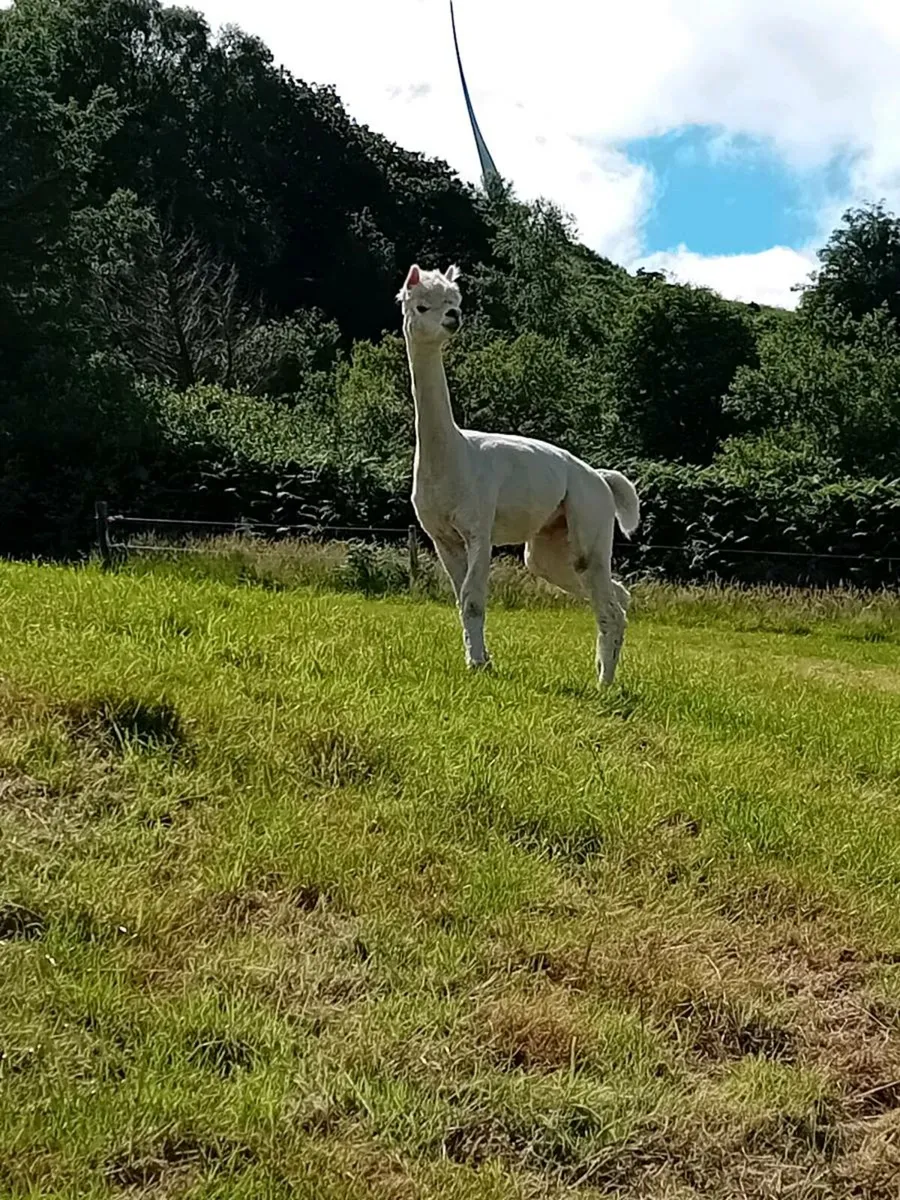 Huacaya Alpaca for Stud - Image 3