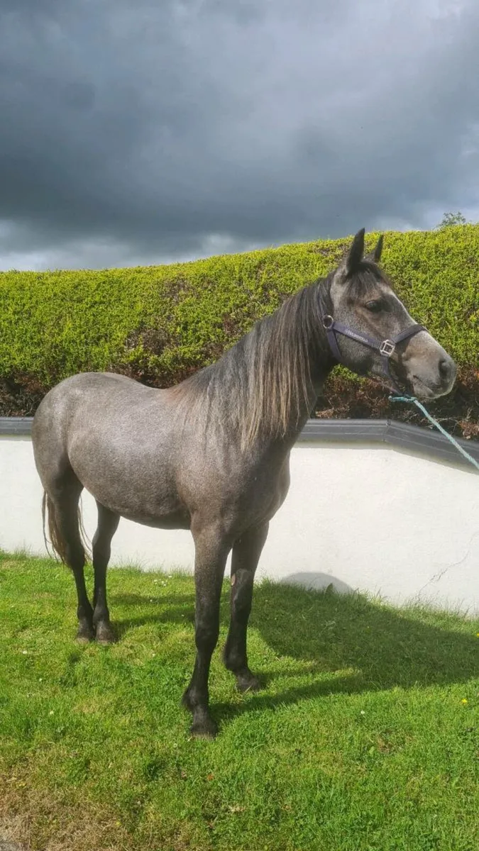 🇮🇪3 Yr old Connemara Filly - Image 2
