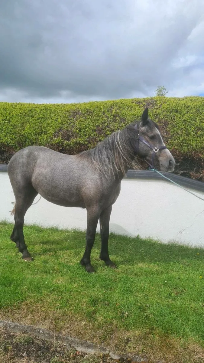 🇮🇪3 Yr old Connemara Filly - Image 3