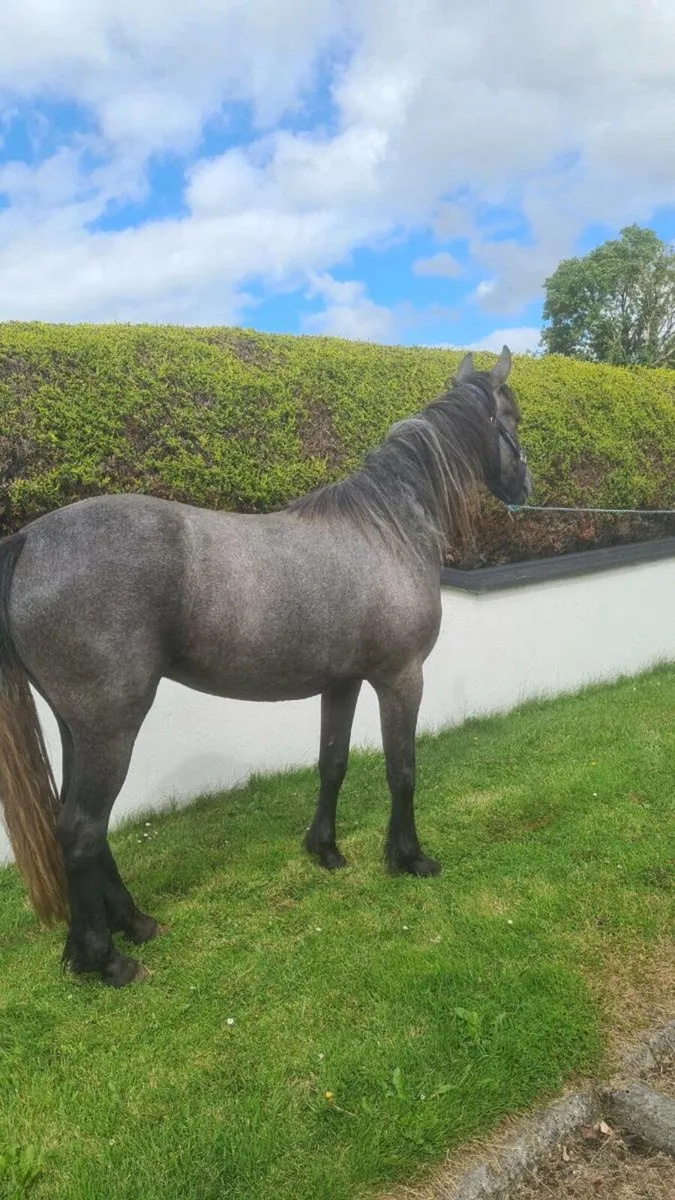 🇮🇪3 Yr old Connemara Filly - Image 4