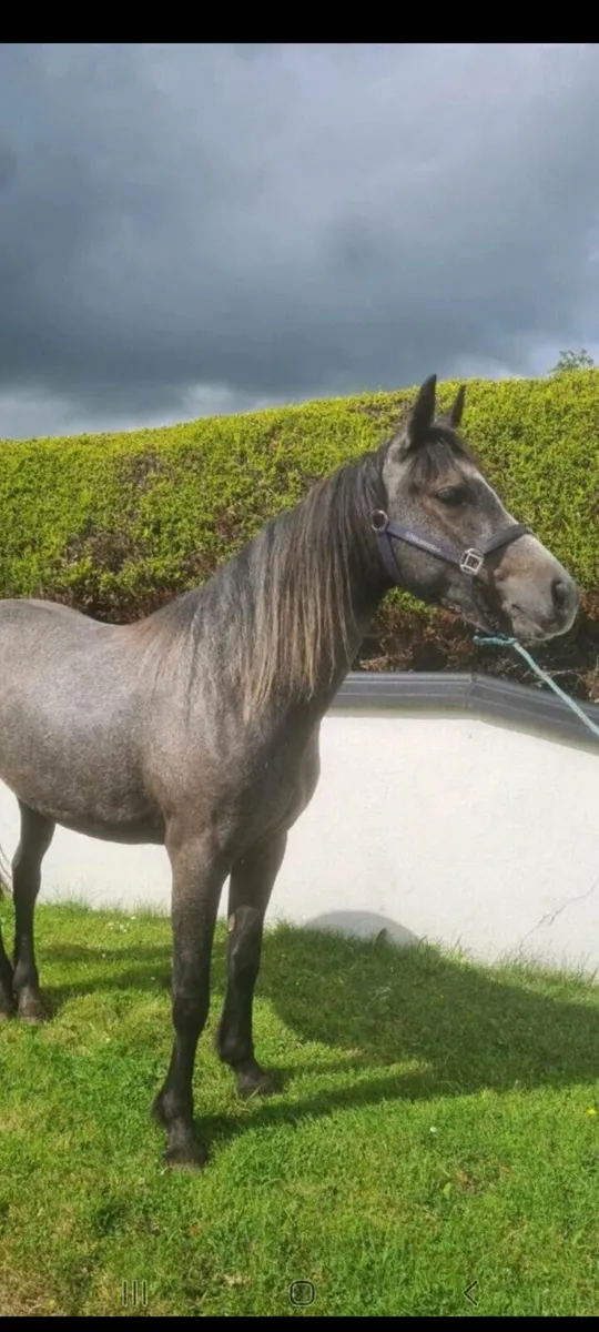 🇮🇪3 Yr old Connemara Filly - Image 1