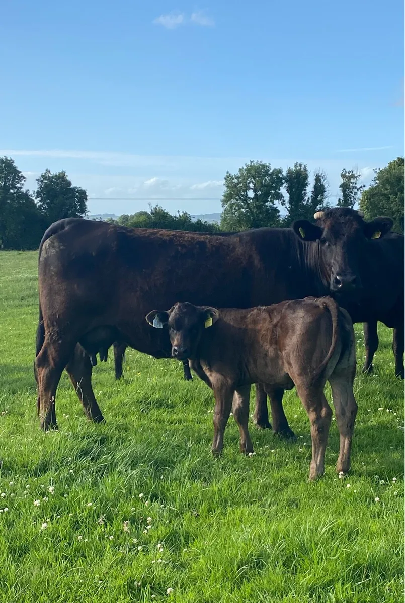 ⭐️Super 4 Star Limousin Cow And Heifer Calf⭐️ - Image 1