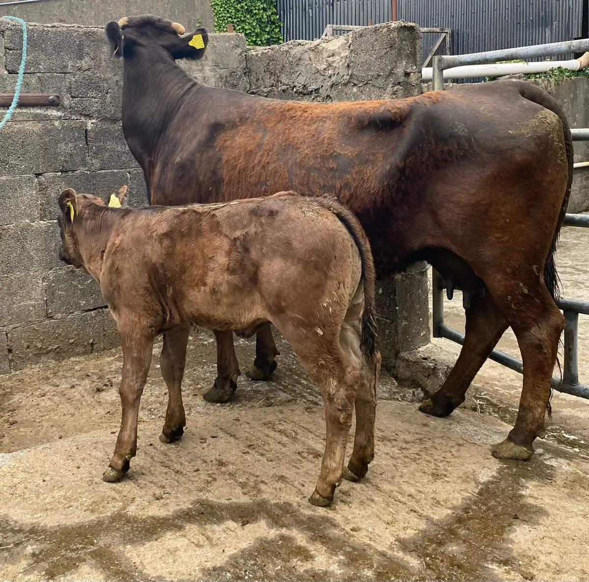 ⭐️Super 4 Star Limousin Cow And Heifer Calf⭐️ - Image 2