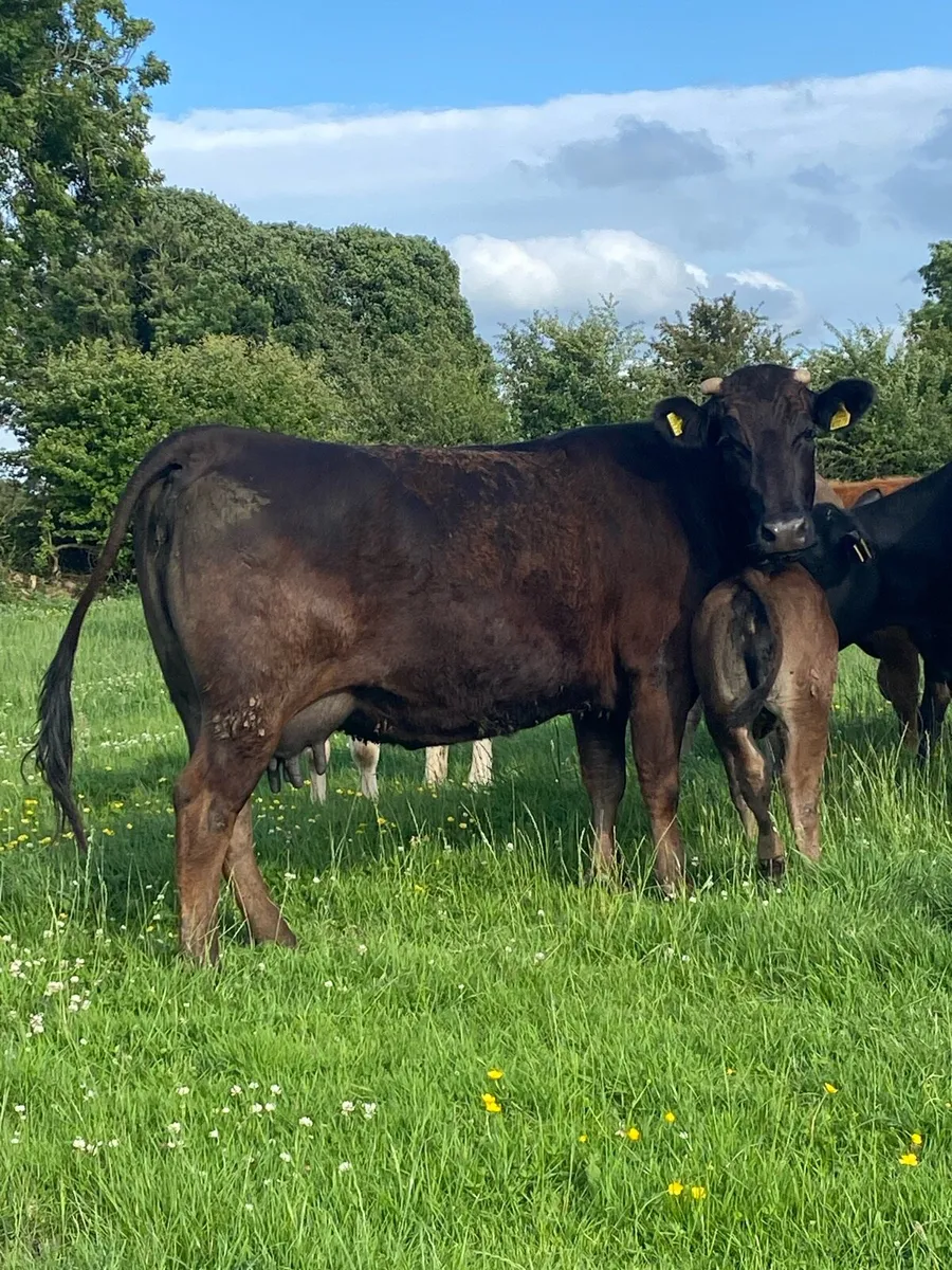⭐️Super 4 Star Limousin Cow And Heifer Calf⭐️ - Image 4