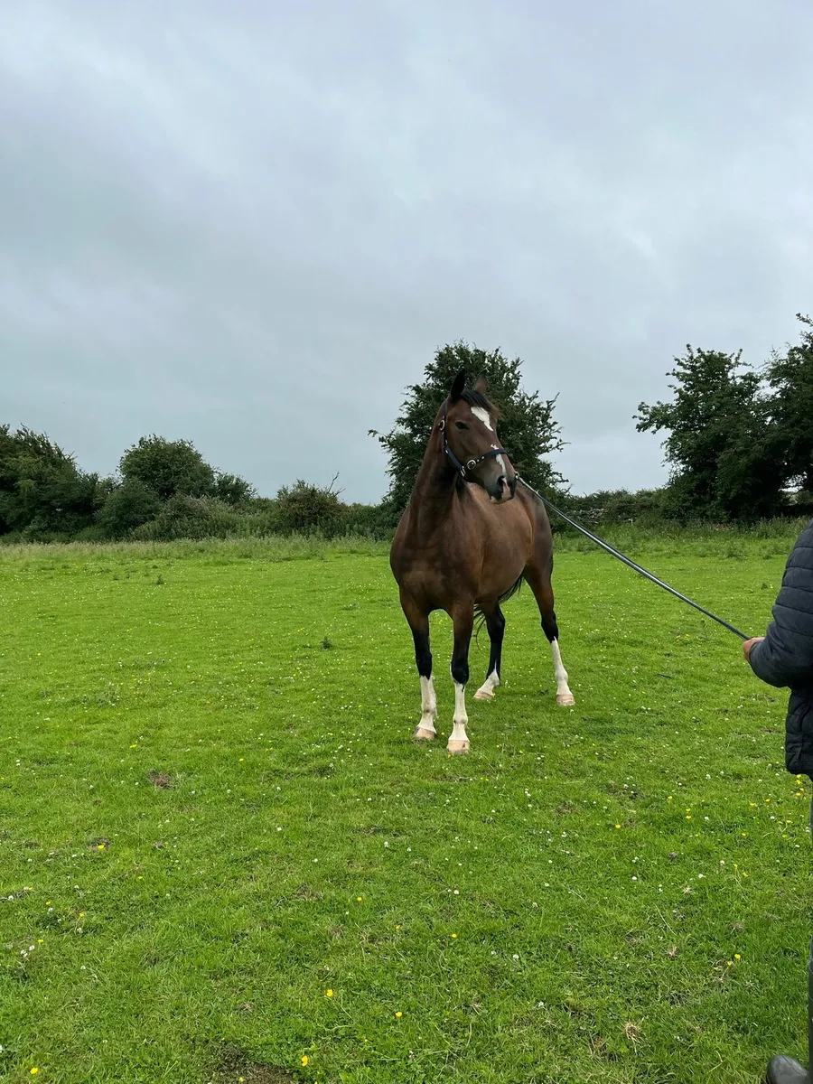 4 Yr old one for the future filly - Image 1