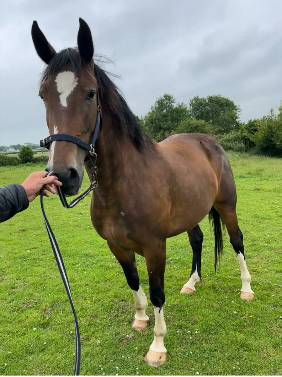 4 Yr old one for the future filly - Image 2