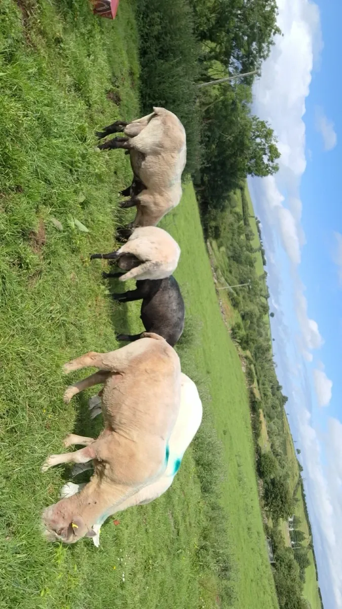 Rams - Image 2