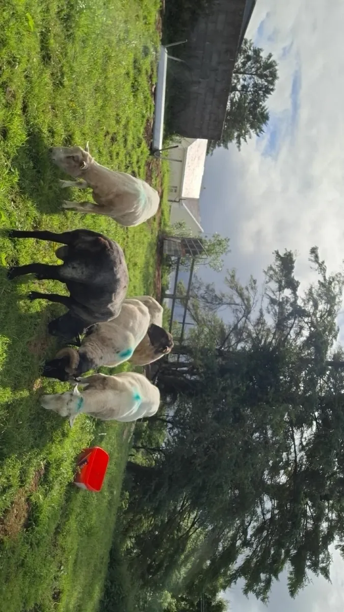 Rams - Image 4