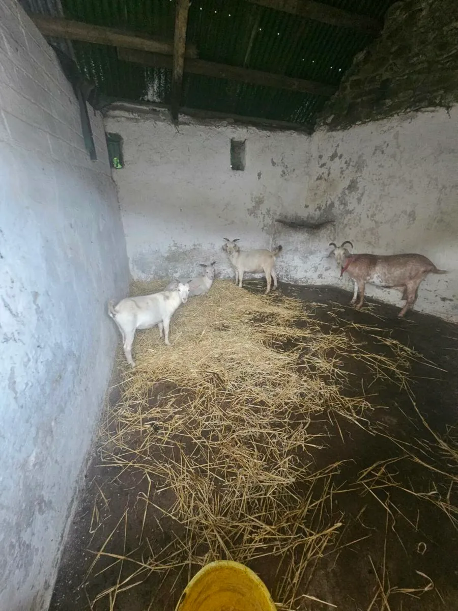 Goats for sale - Image 2