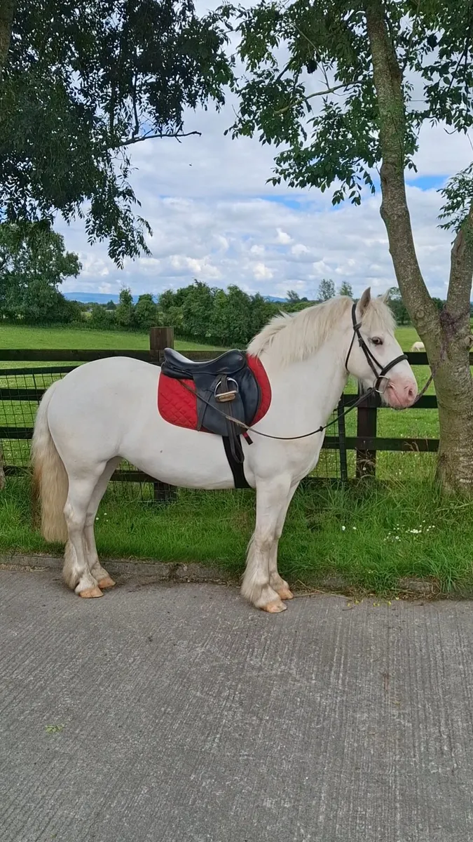 14hh Mare Broken and Riding - Image 1