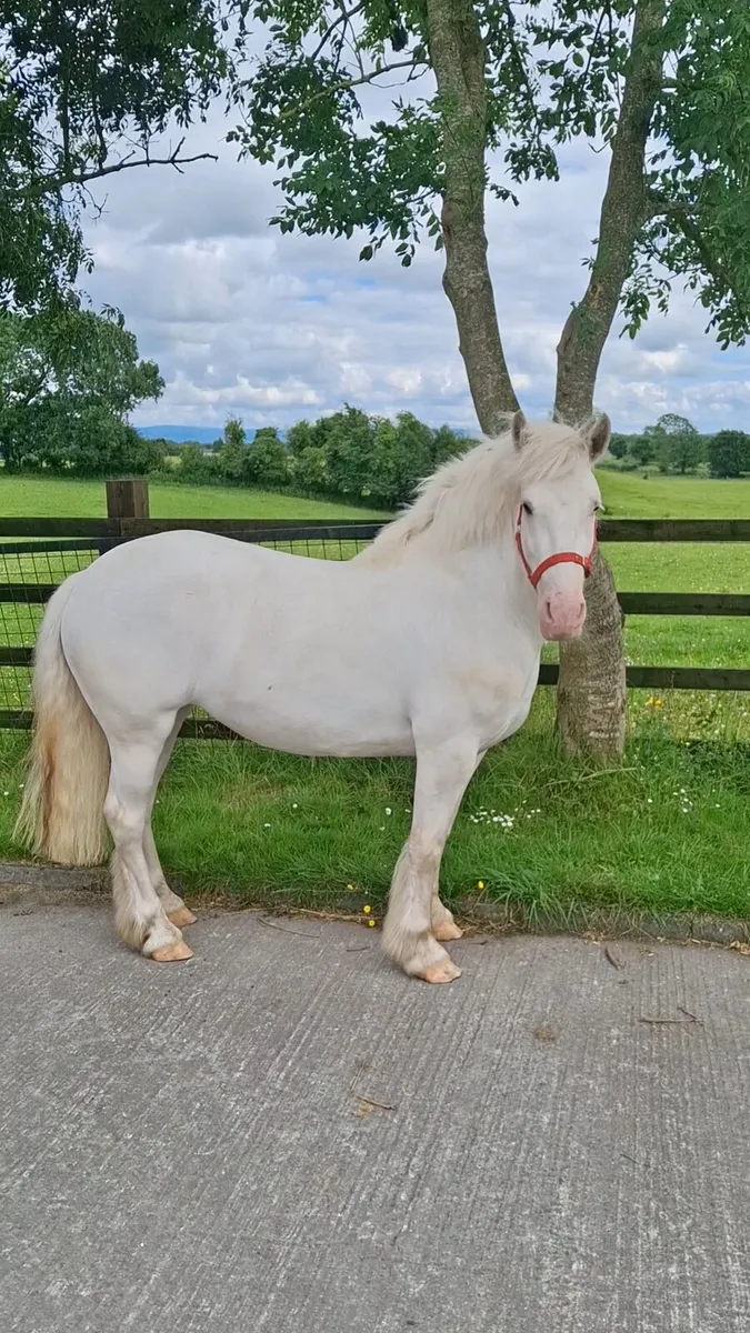 14hh Mare Broken and Riding - Image 2