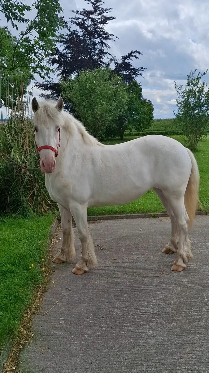 14hh Mare Broken and Riding - Image 3