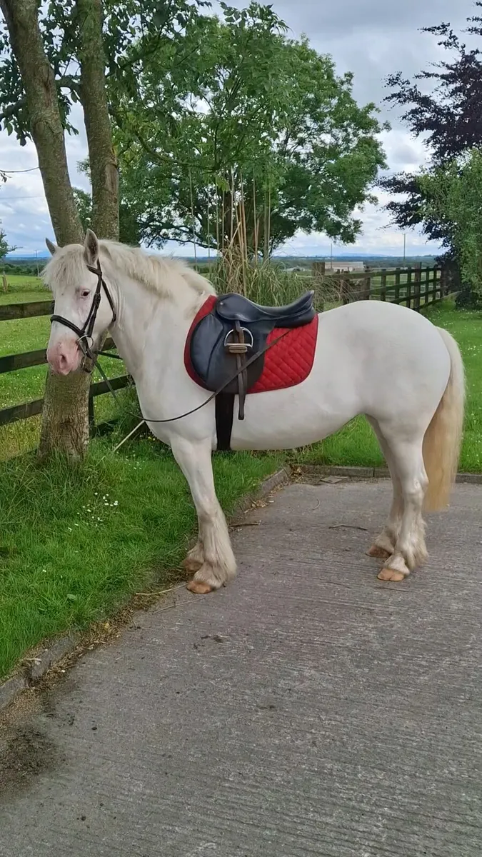 14hh Mare Broken and Riding - Image 4