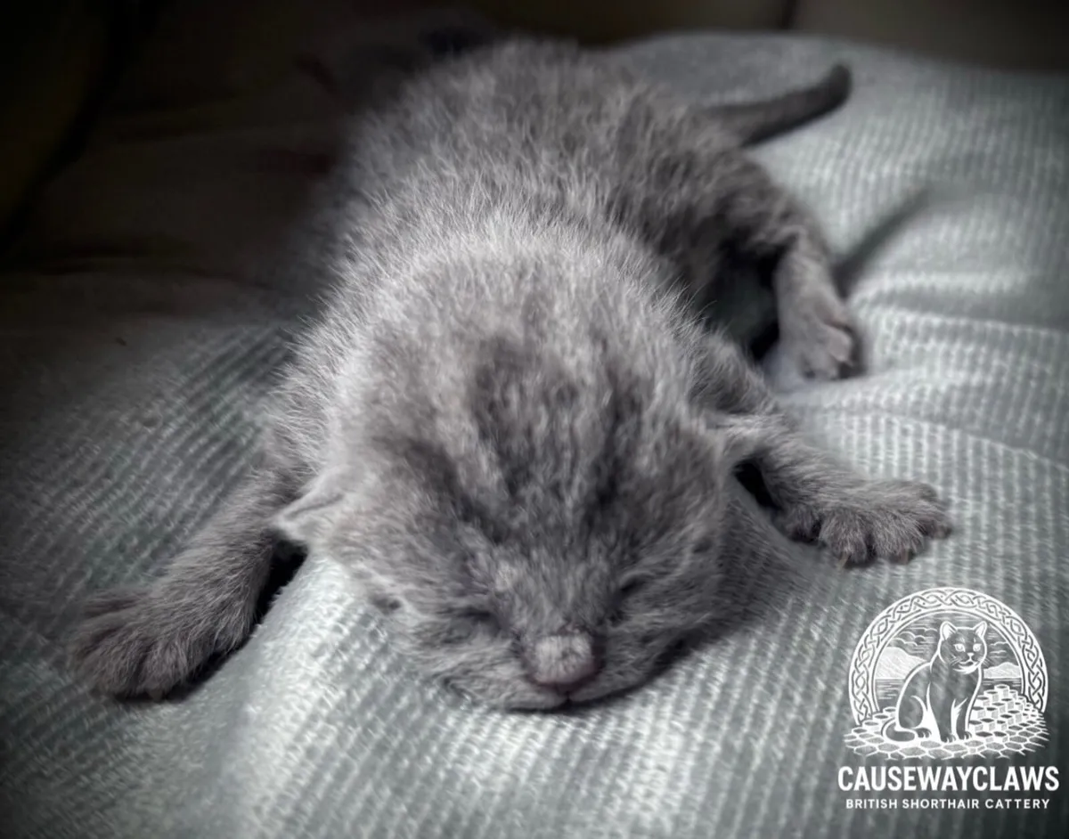 British shorthair kittens - Image 2