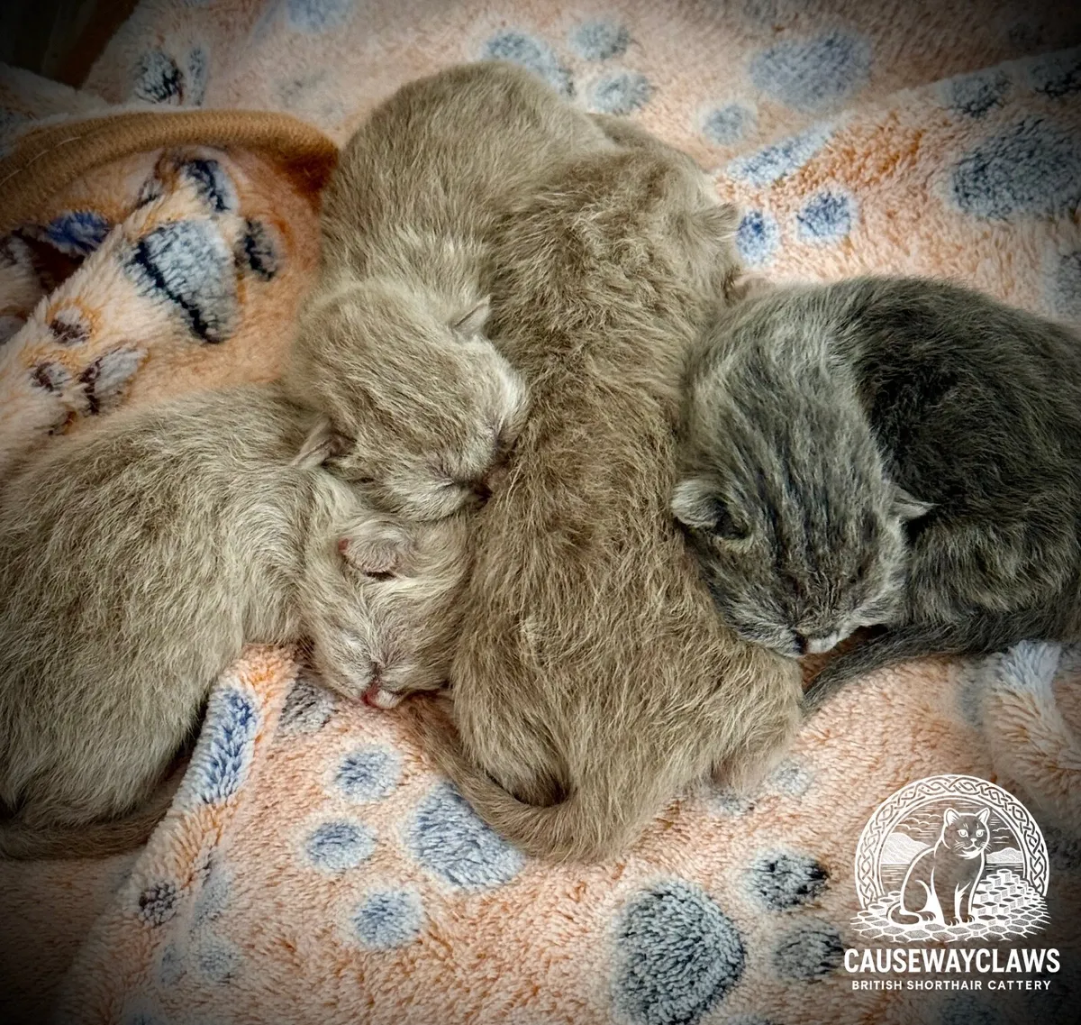British shorthair kittens - Image 3