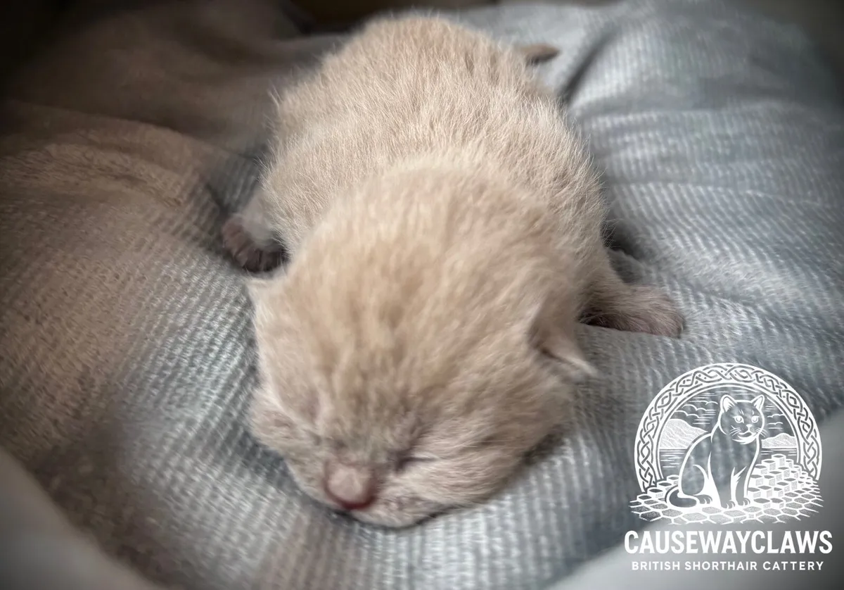 British shorthair kittens - Image 4