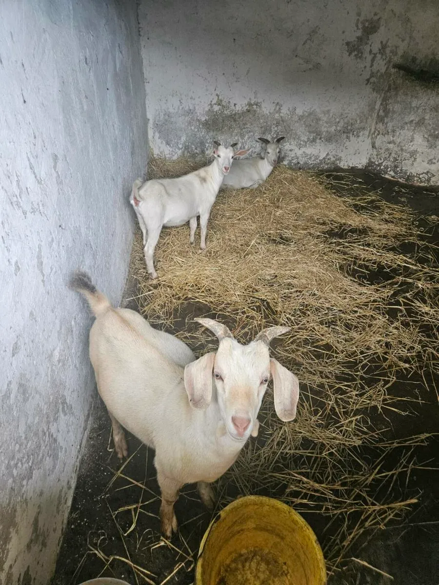 Goats for sale - Image 3