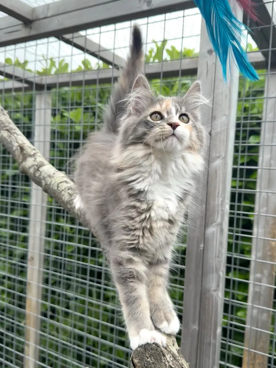 GCCF Registered Maine Coon Kittens - Image 1