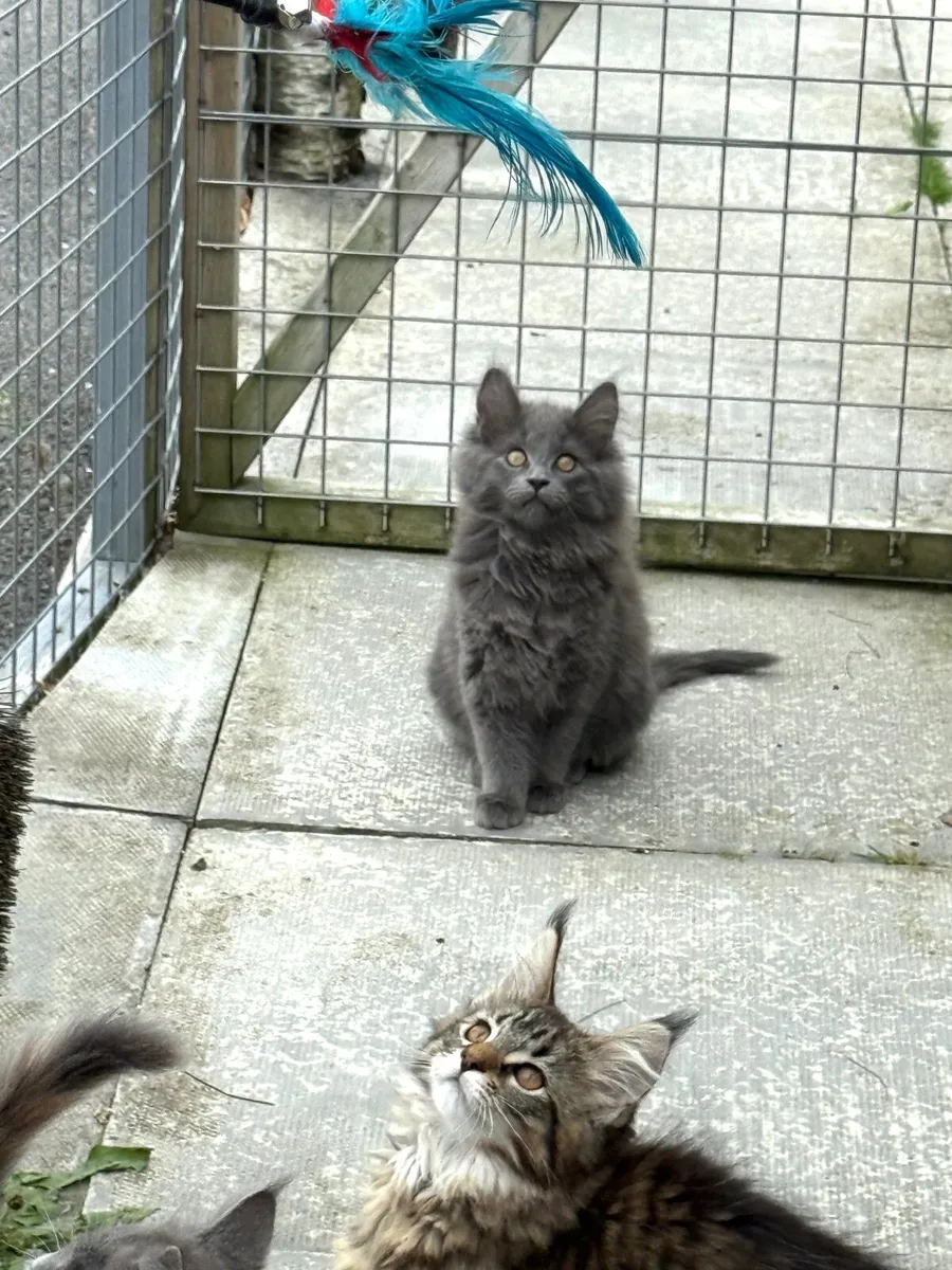 GCCF Registered Maine Coon Kittens - Image 3