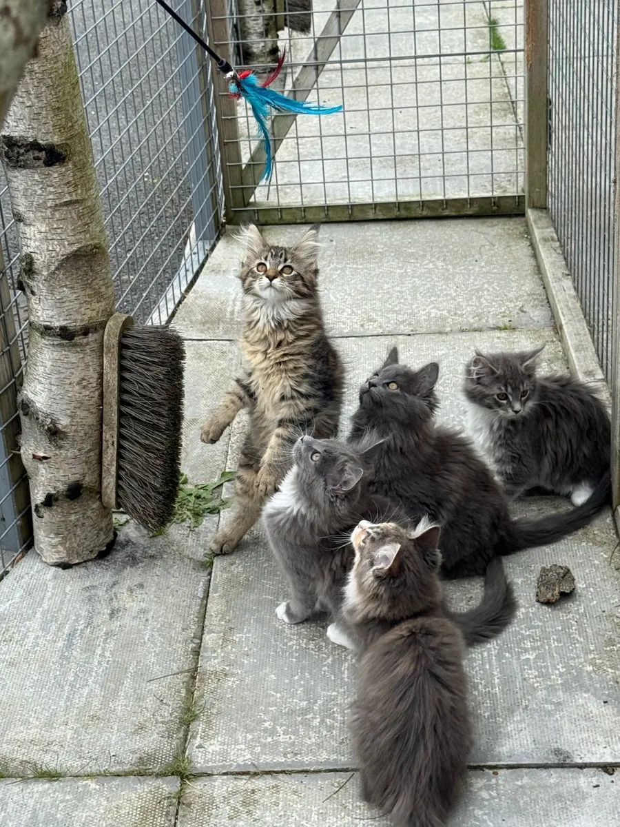 GCCF Registered Maine Coon Kittens - Image 4
