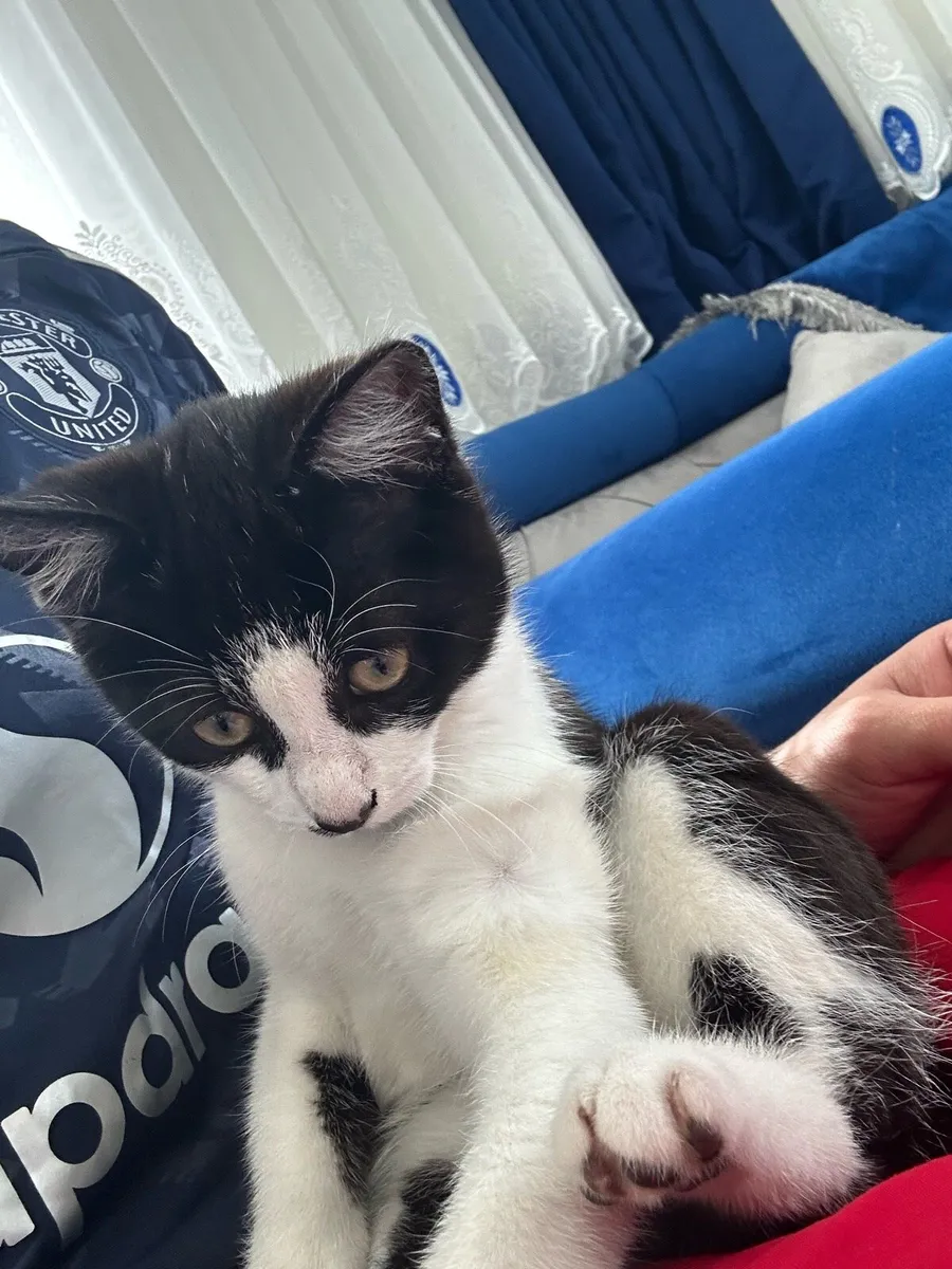 Kitten - Image 1