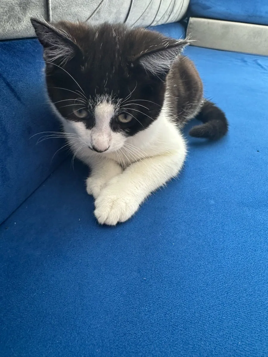 Kitten - Image 2