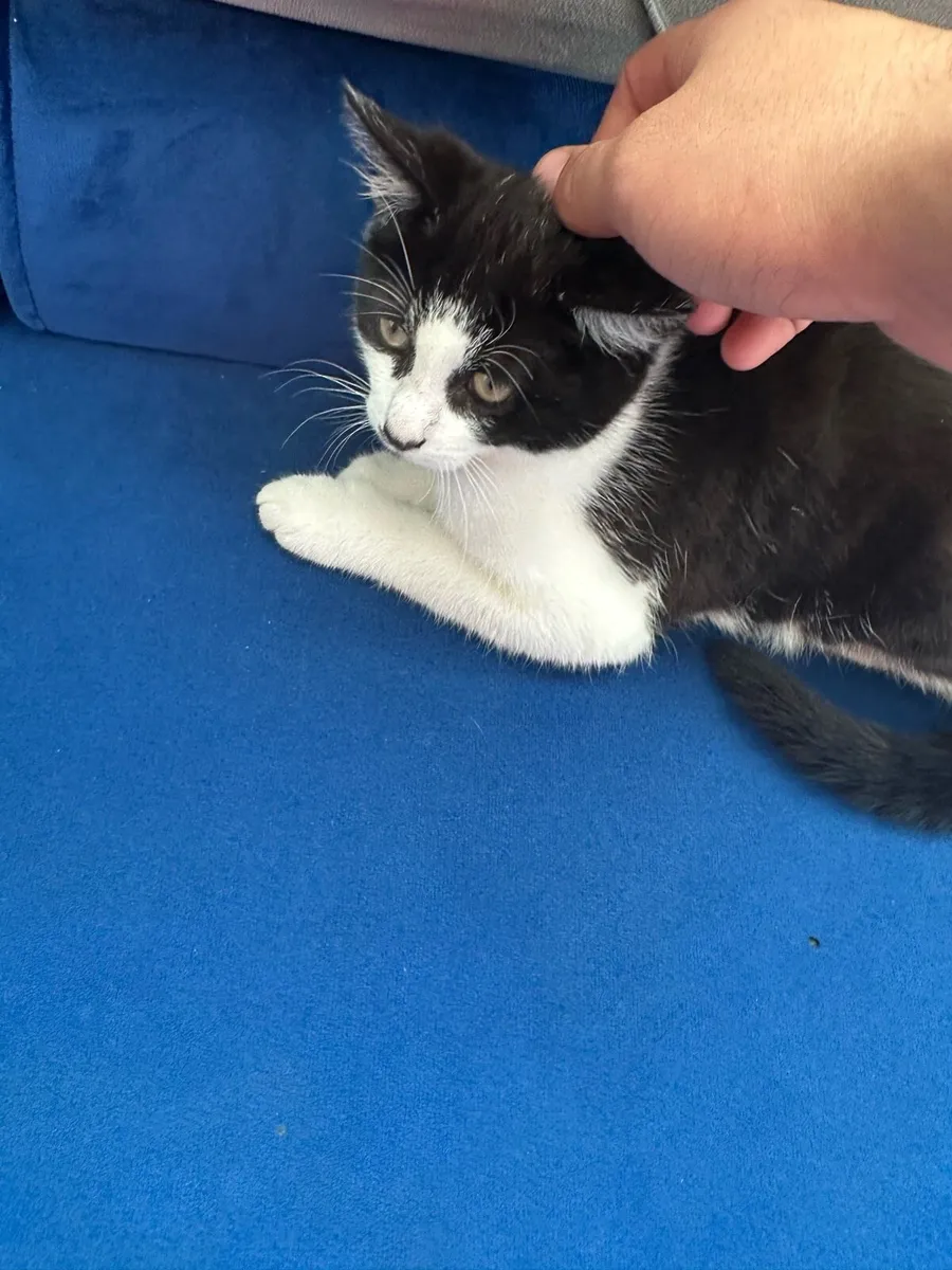 Kitten - Image 3
