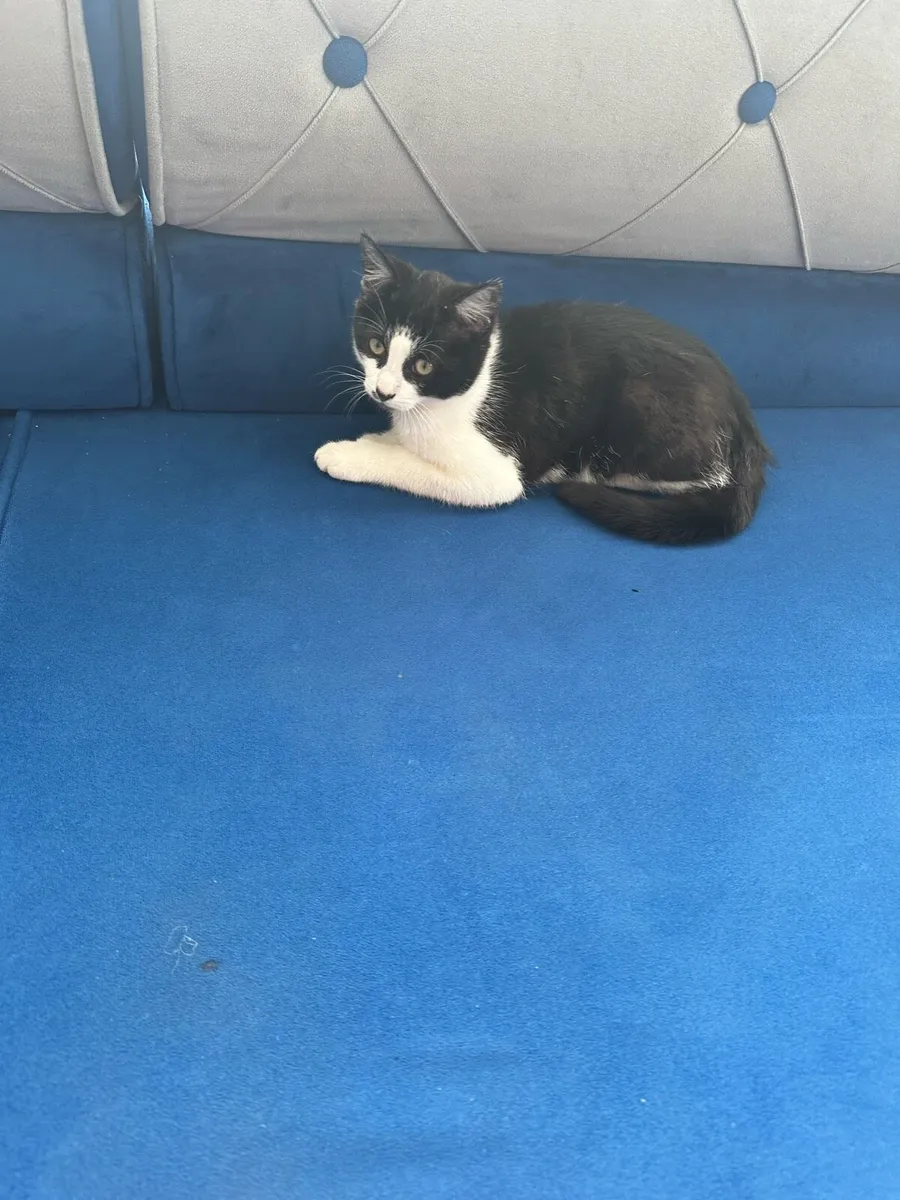 Kitten - Image 4