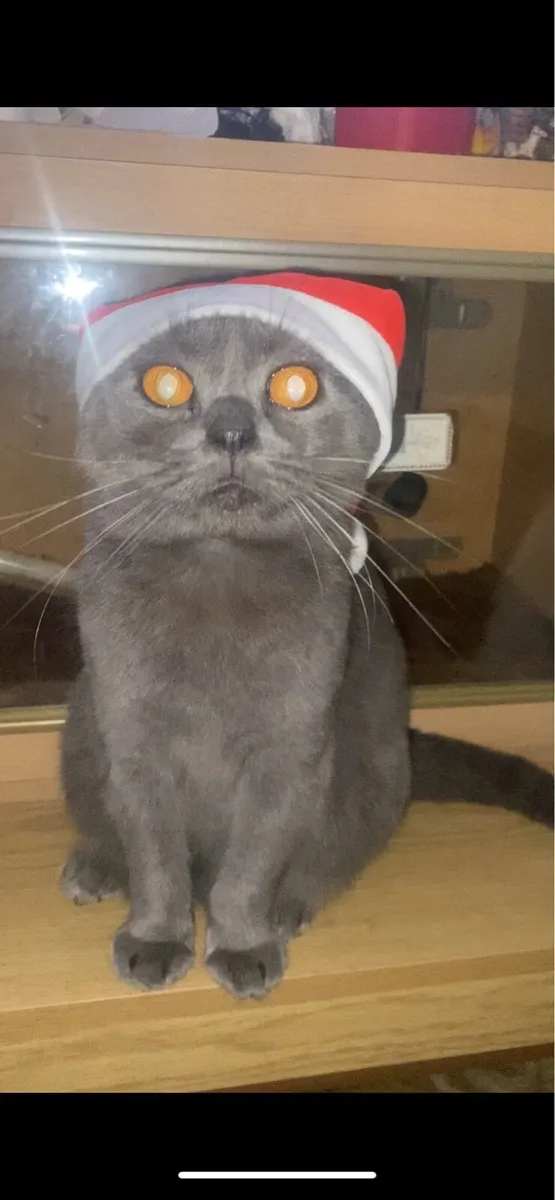Purebred Scottish Fold - Mya - Image 1
