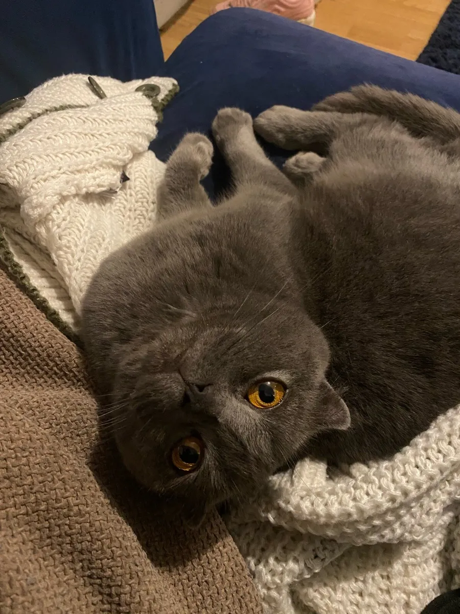 Purebred Scottish Fold - Mya - Image 2