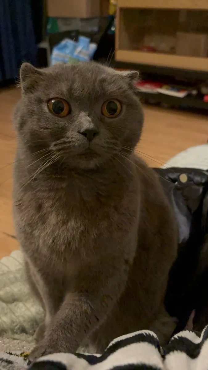 Purebred Scottish Fold - Mya - Image 3