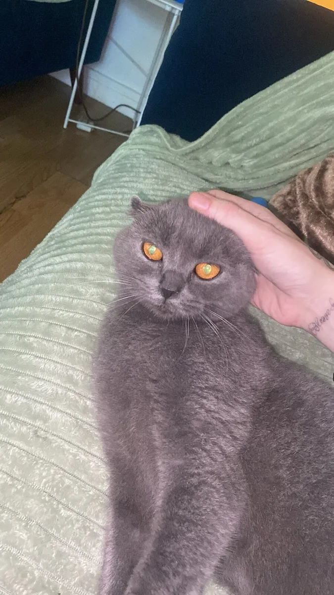 Purebred Scottish Fold - Mya - Image 4