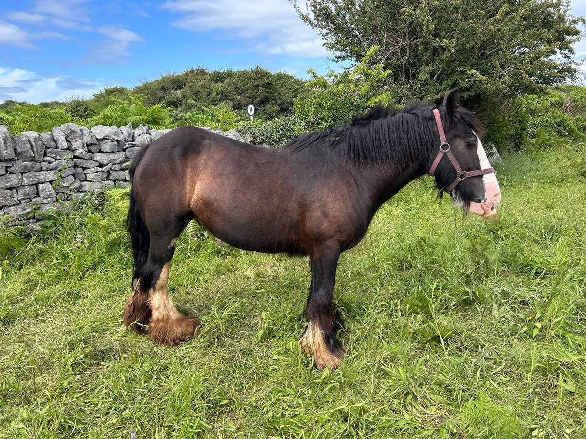 Heavy black splashed mare - Image 1