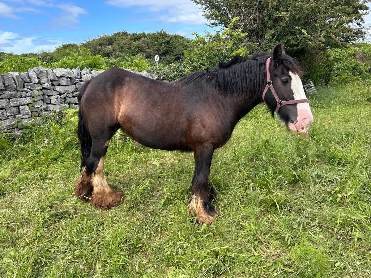 Heavy black splashed mare - Image 2