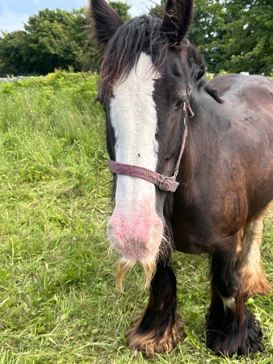 Heavy black splashed mare - Image 3