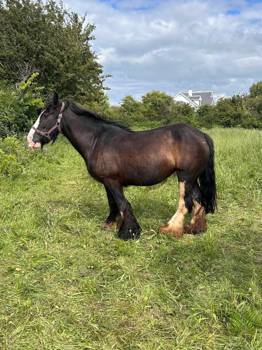 Heavy black splashed mare - Image 4