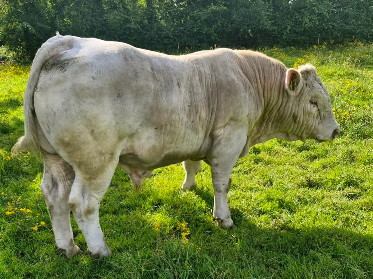 Bull - Image 2