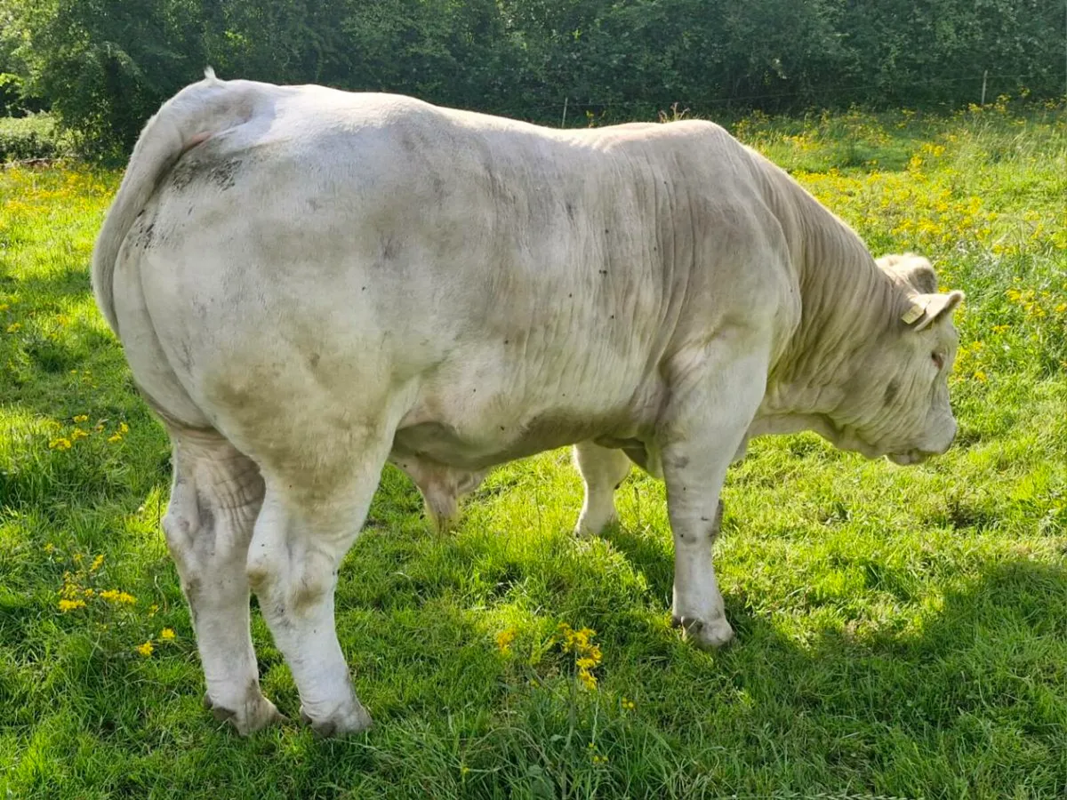 Bull - Image 1