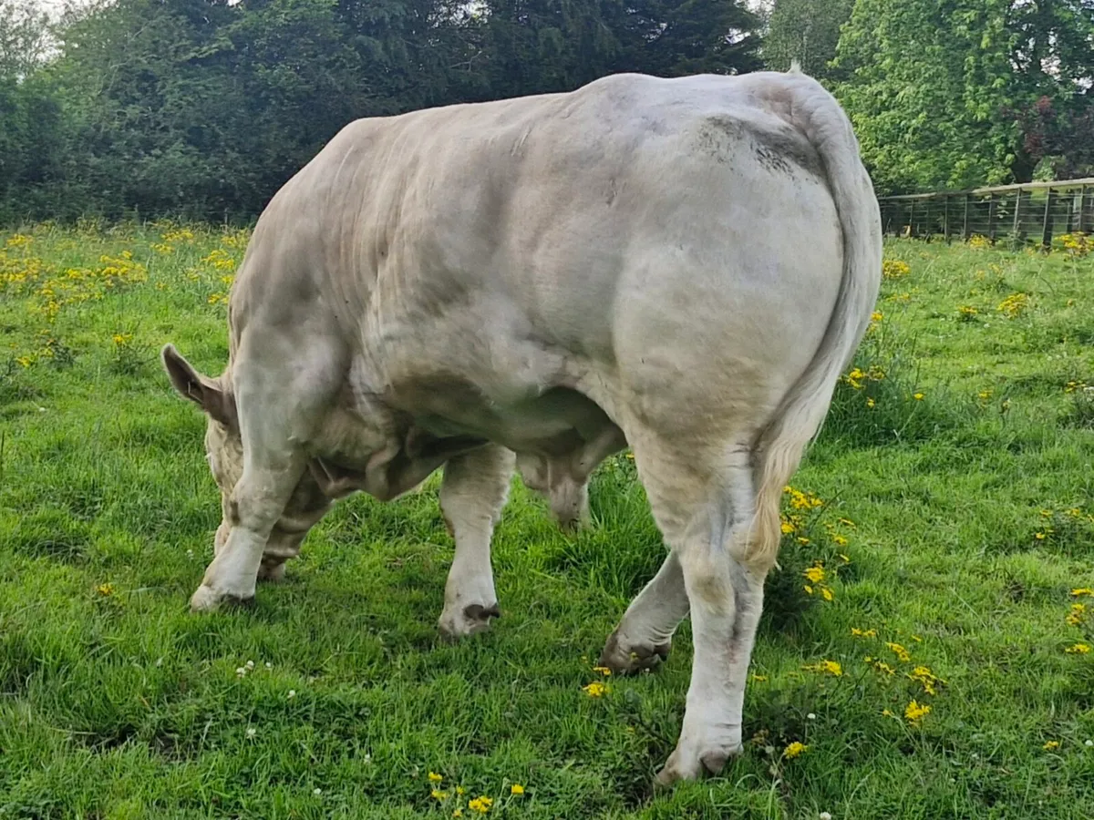 Bull - Image 3
