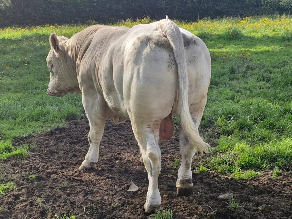 Bull - Image 4