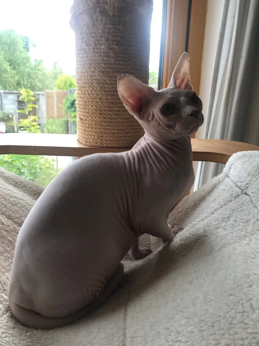 Sphynx Cat Gccfi Registered - Image 1