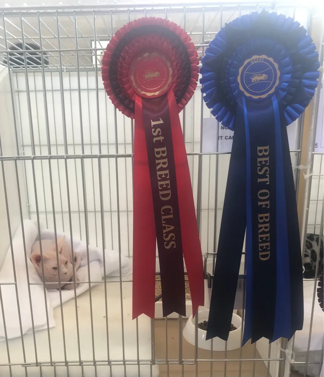 Sphynx Cat Gccfi Registered - Image 3