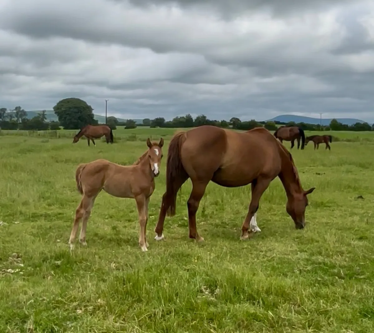 Filly  foal out of full sister to 5* show jumper - Image 1
