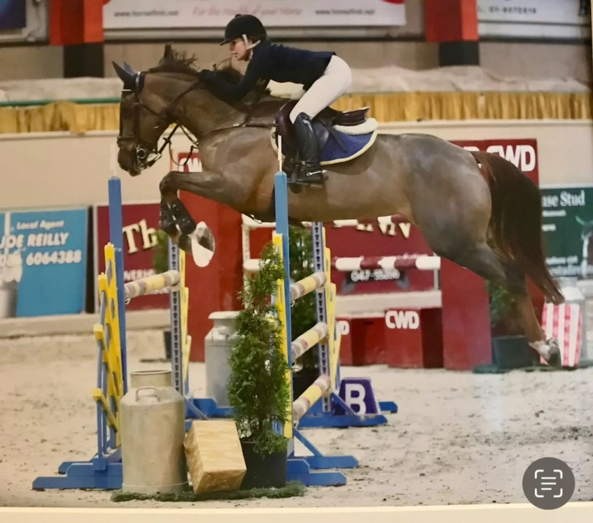 Filly  foal out of full sister to 5* show jumper - Image 3