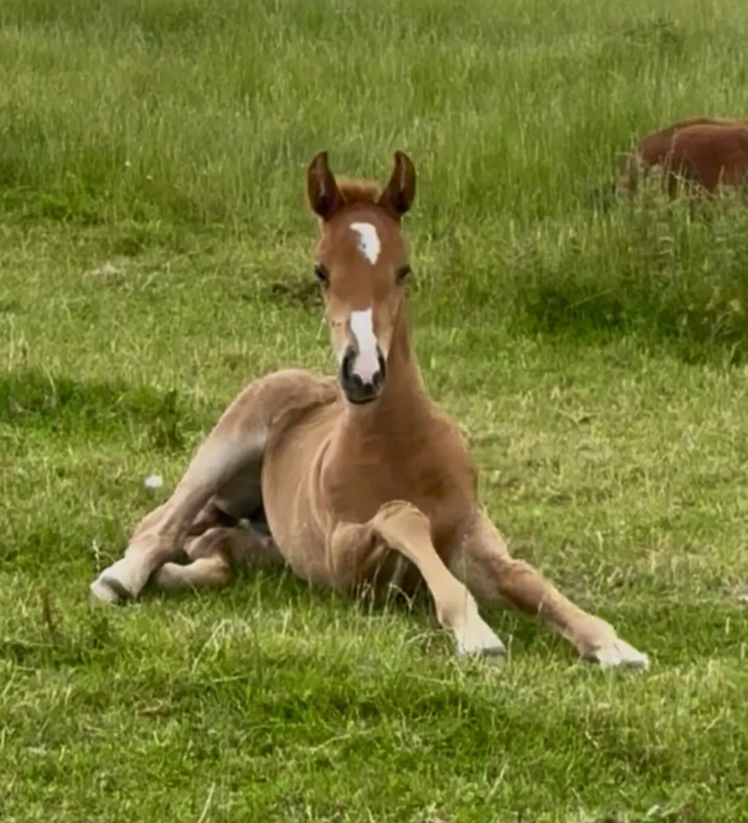 Filly  foal out of full sister to 5* show jumper - Image 4