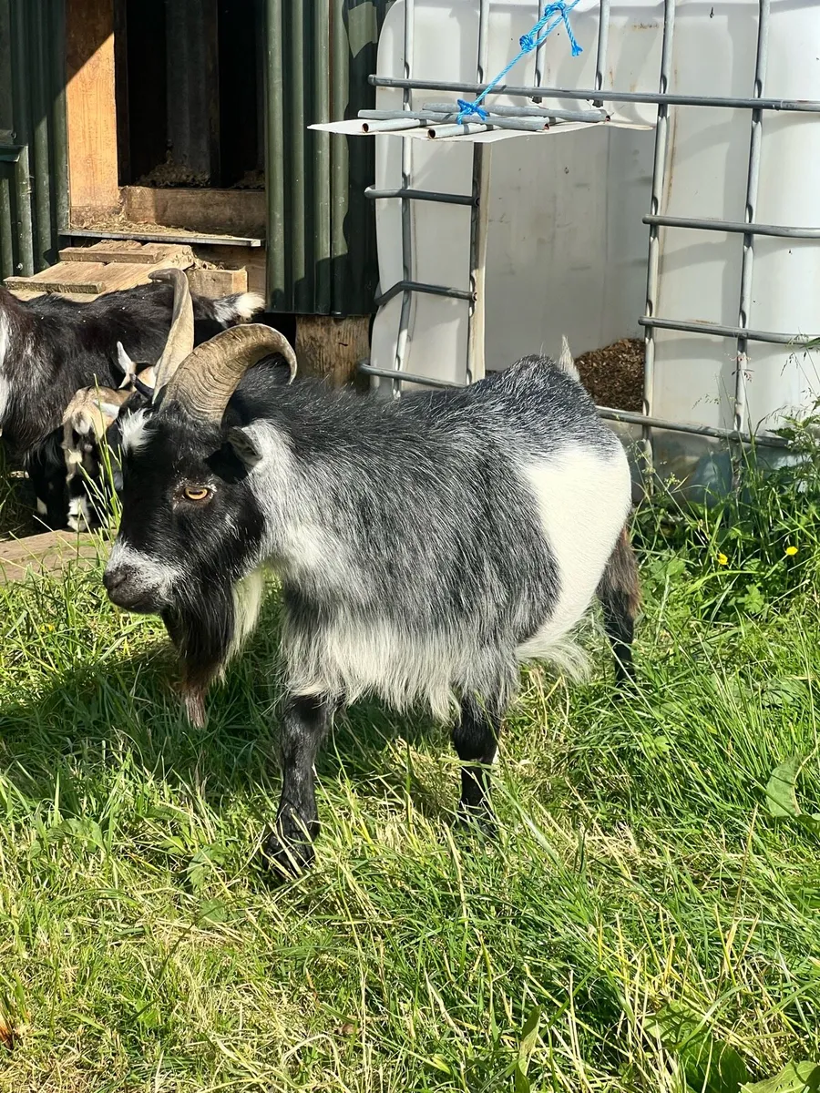 Buck Pygmy Goat - Image 1
