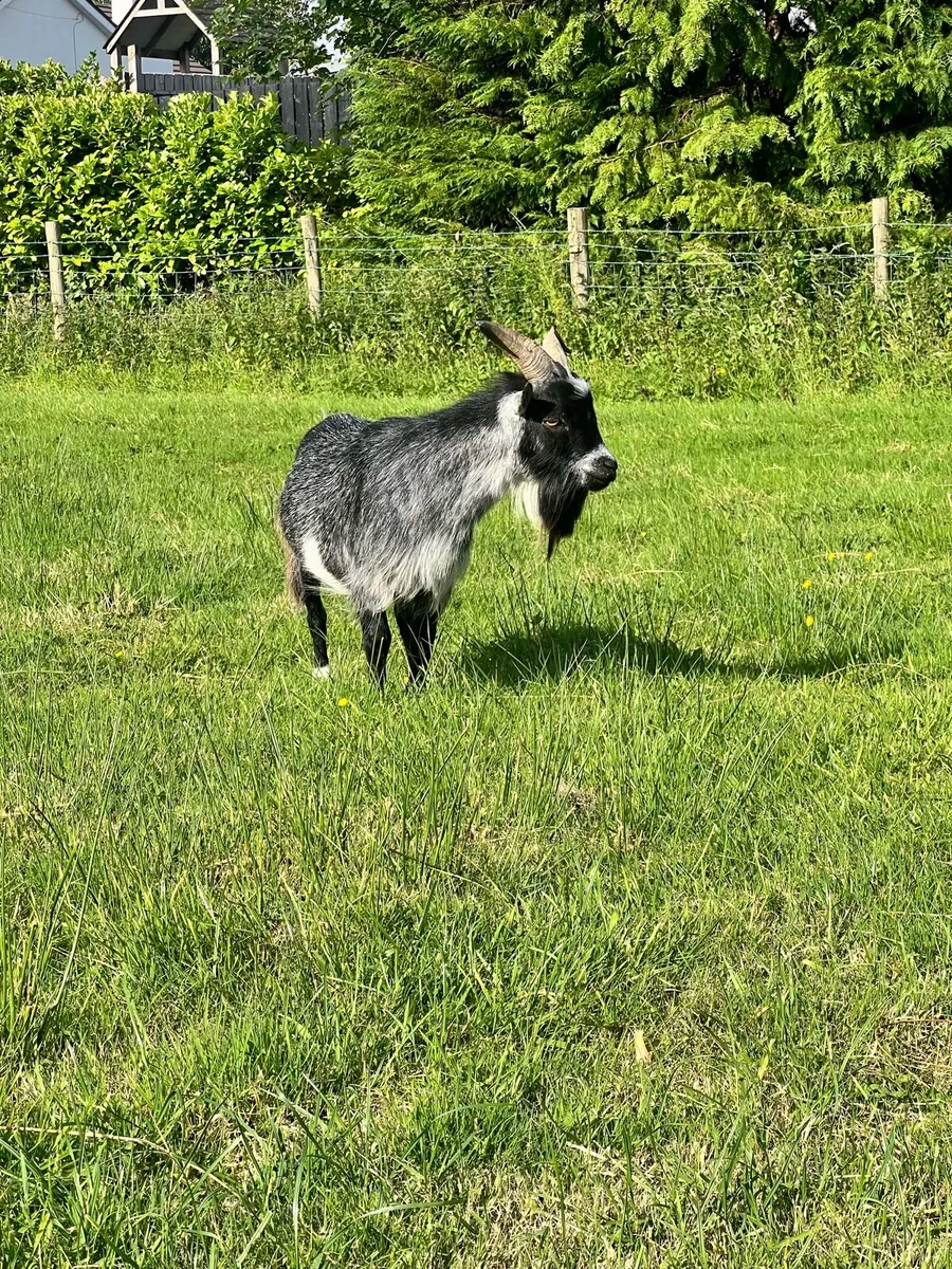 Buck Pygmy Goat - Image 2