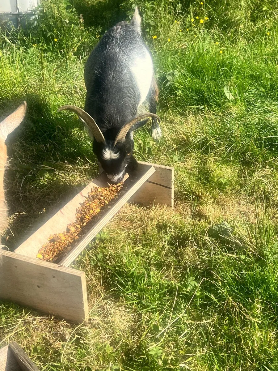 Buck Pygmy Goat - Image 3